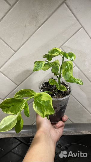 Цветок педилантус