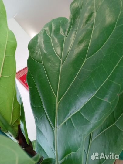 Фикус Лирато Колумнарис h-2 метра