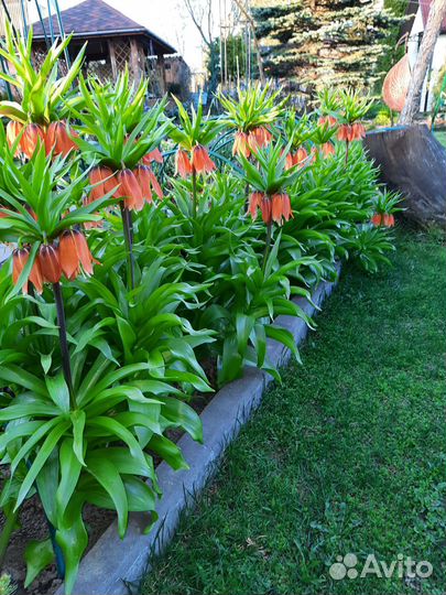 Рябчик императорский оранжевый и желтый