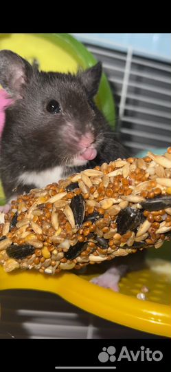 Сирийский хомяк с клеткой