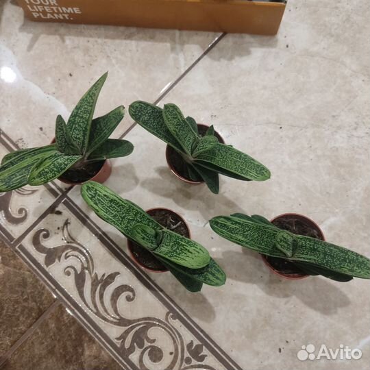 Гастерия