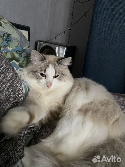 Кот в добрые руки