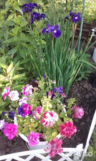 Многолетние цветы