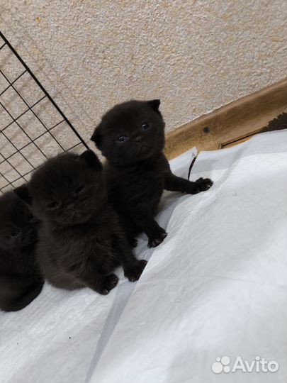 Шотландские вислоухие и прямоухие котята