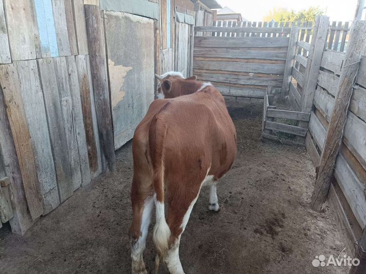 Тёлка 10 месяцев