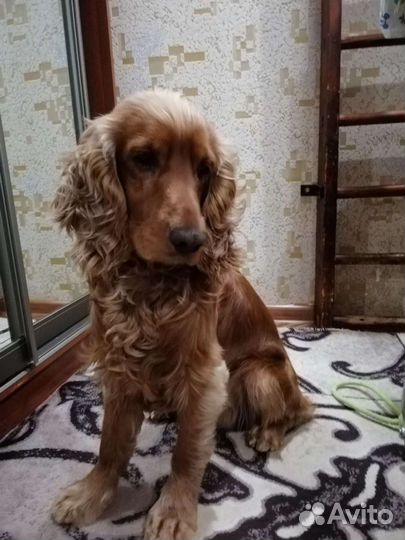 Вязка собак