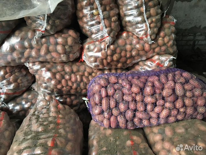 Продается семенной картофель
