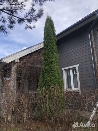 Туя западная смарагд крупномер