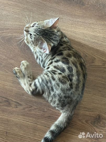 Бенгальская леопардовый кот