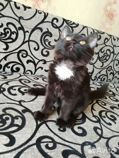 Кошечка зовут буся