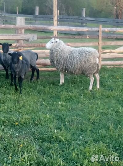 Баран на племя