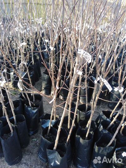 Саженцы