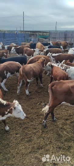 Телочки и бычки