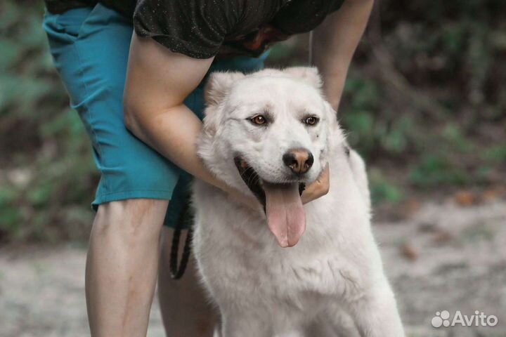 Собака. Мишка.Красавец. В добрые ручки