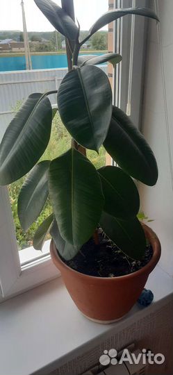 Фикус каучуконосный