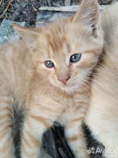 Котенок в добрые руки