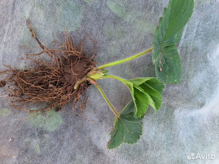 Рассада клубники копанки чёрный принц, альба 15 р