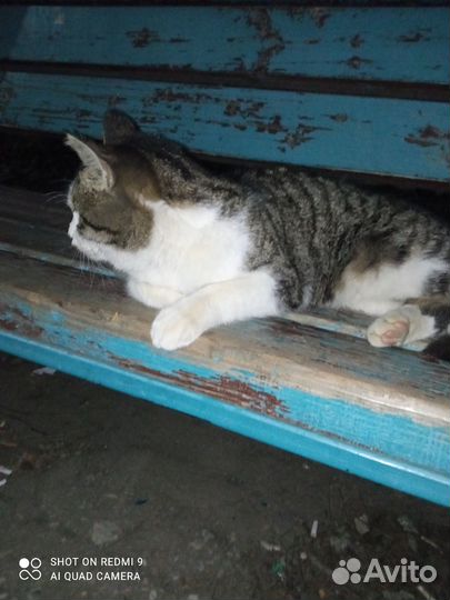 Редкая порода кота. Русско-китайско-карейская