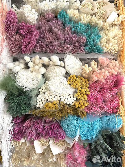 Сухоцветы Эвкалипт стабилизированный