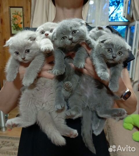 Шотландская вислоухая кошка