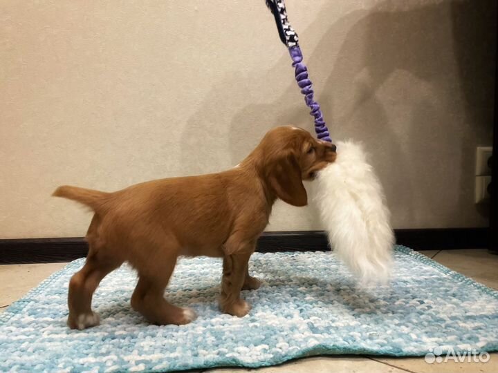 Игрушка для собак «Хвостик»