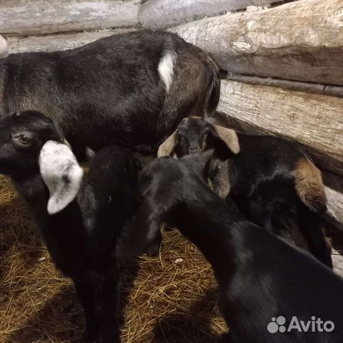 Англо нубийские козлята