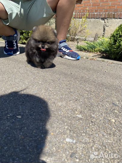 Померанский шпиц Мини