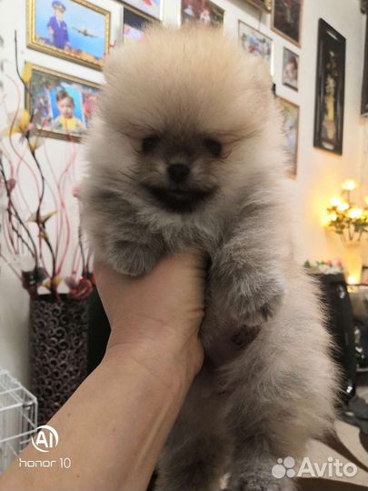 Померанский шпиц