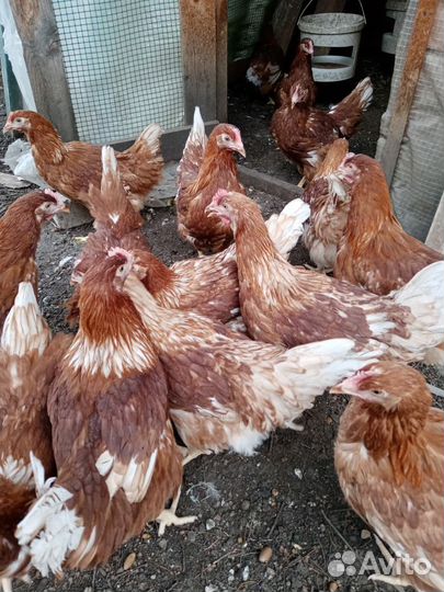 Куры молодки