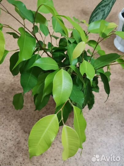 Фикус бенджамина пушистый с горшком
