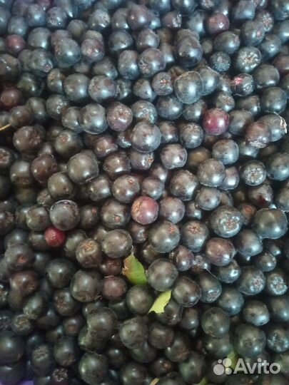 Черноплодная рябина