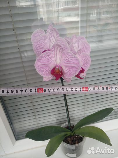 Орхидея фаленопсис 