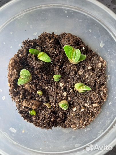 Алоэ остистое, толстянка, сансевиерия