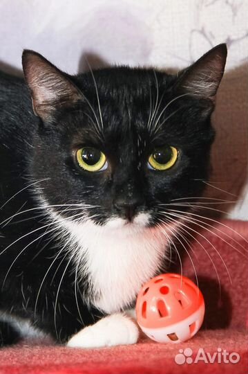 Кошечка Василиса Прекрасная ищет дом