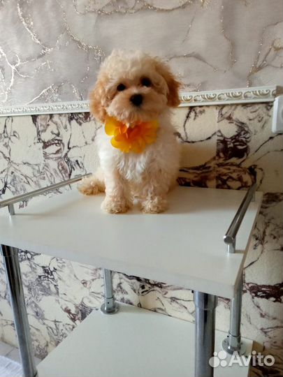 Умная Мальтипу Камилла f1