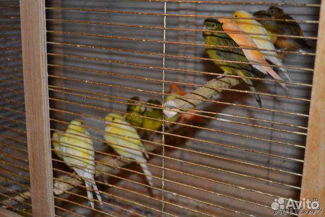 Канарейки и Прекрасно поющие кенары