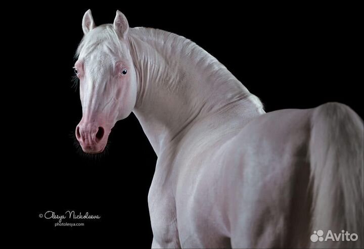 Кобыла пони-класс 2021г.р