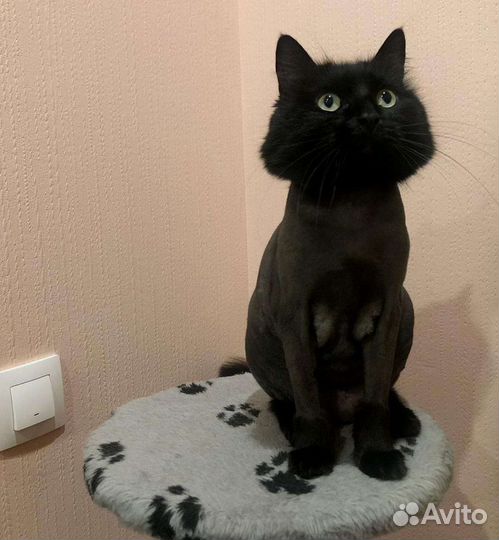 Грумер.Стрижка кошек.Вычес колтунов