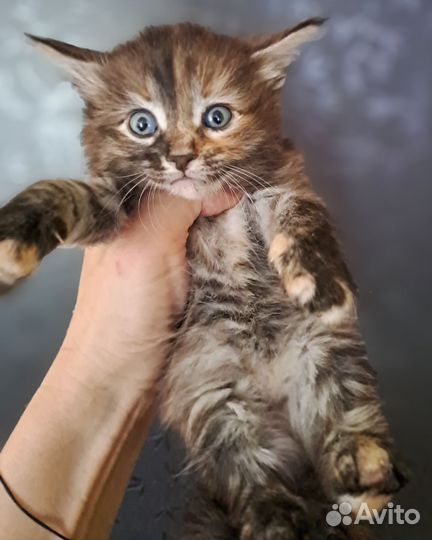 Котята мейн-кун