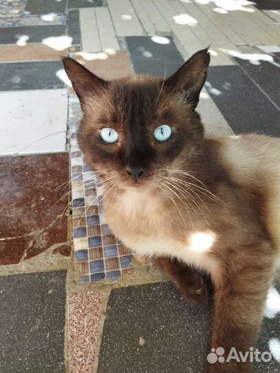 Сиамский кот