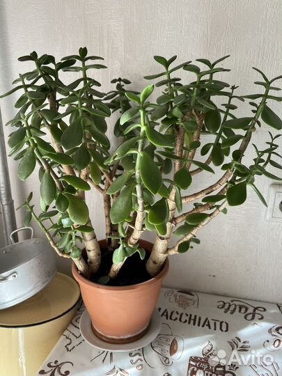 Толстянка или денежное дерево