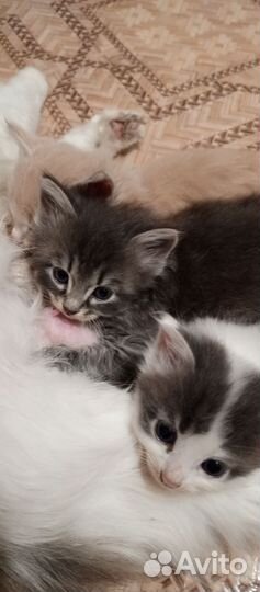 Очаровательный котенок
