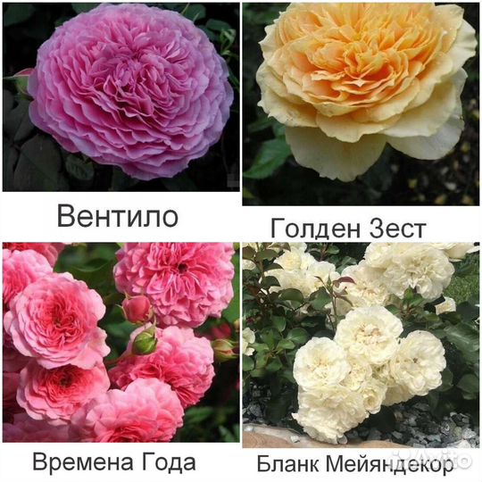 Парковые розы, Шрабы