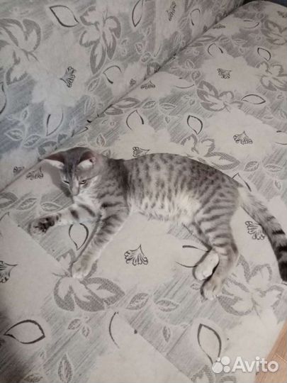 Милый Котик Тим 2года