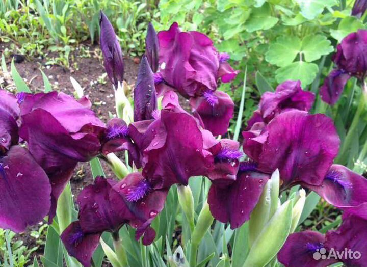 Ирисы карликовые