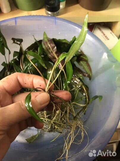 Коиптокрина, Роголистник- растения для аквариума