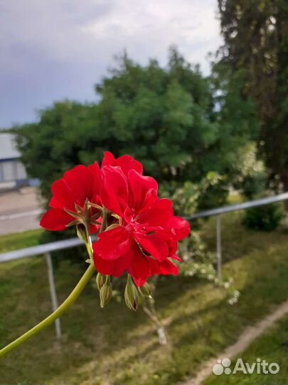 Герань пеларгония