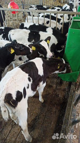 Бычки сементалы