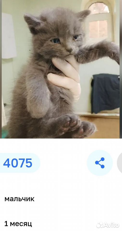 Котёнок в добрые руки, Тюмень