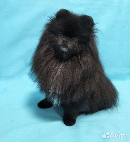 Померанский шпиц вязка